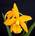 Blc. Golden Tang 'Angel Orchids No. 2'